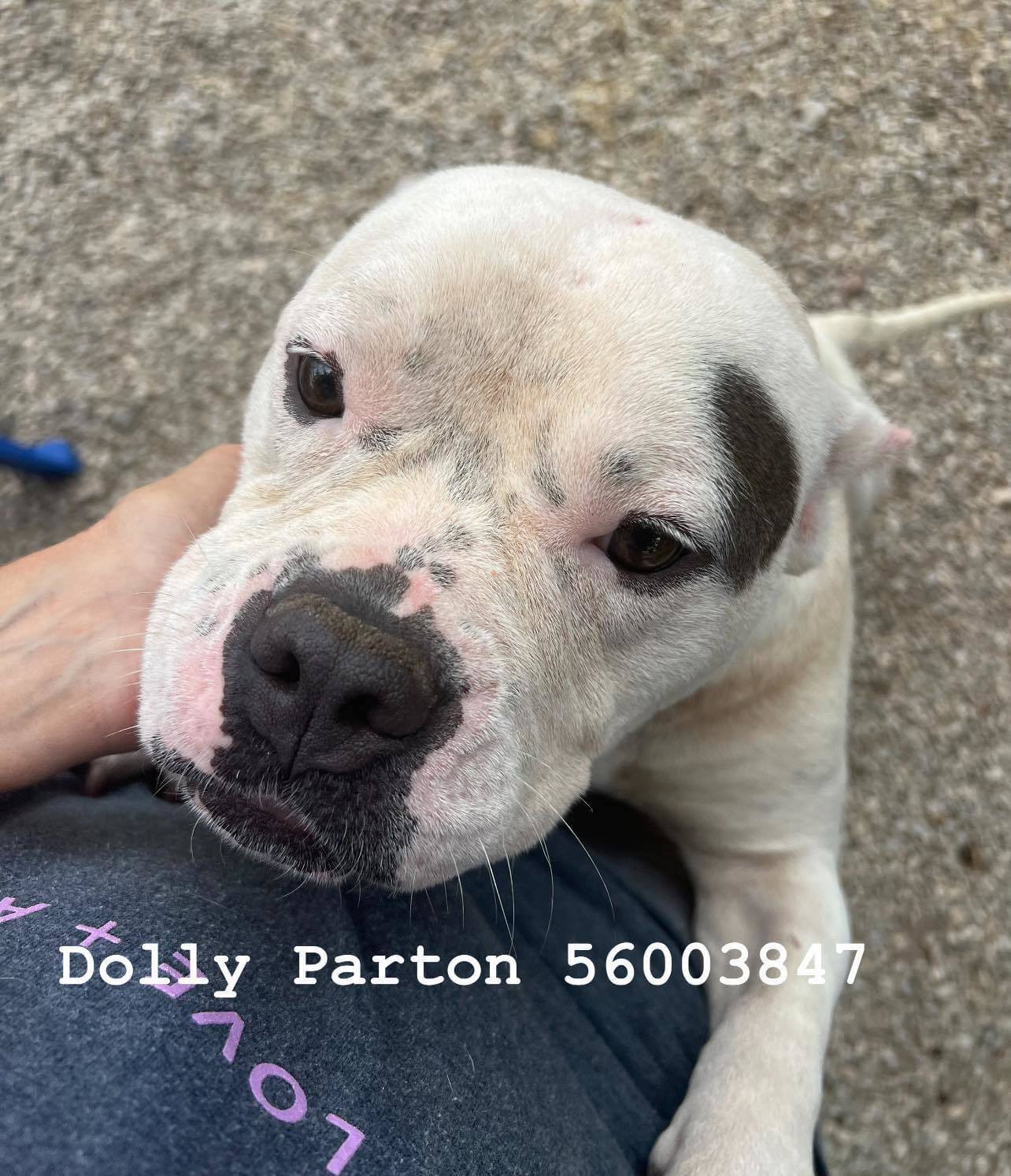 Dolly #3 (Dolly Parton), an adoptable Pit Bull Terrier in Arlee, MT, 59821 | Photo Image 2