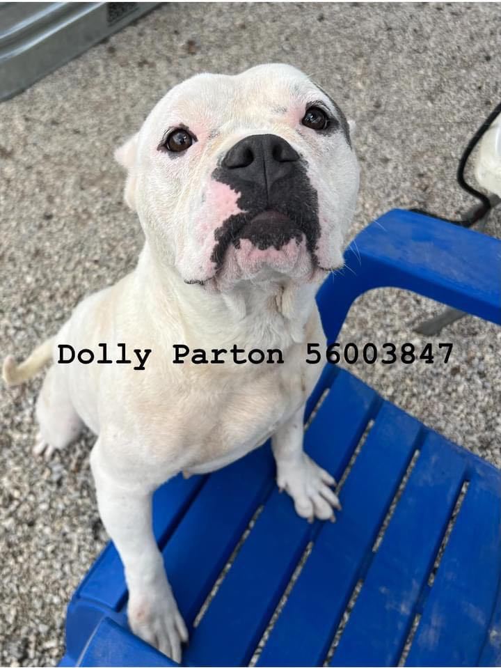 Dolly #3 (Dolly Parton), an adoptable Pit Bull Terrier in Arlee, MT, 59821 | Photo Image 3