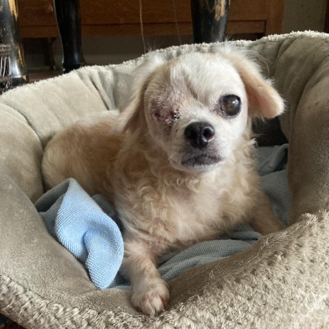 Shelley, an adoptable Pekingese in Houston, TX, 77006 | Photo Image 2