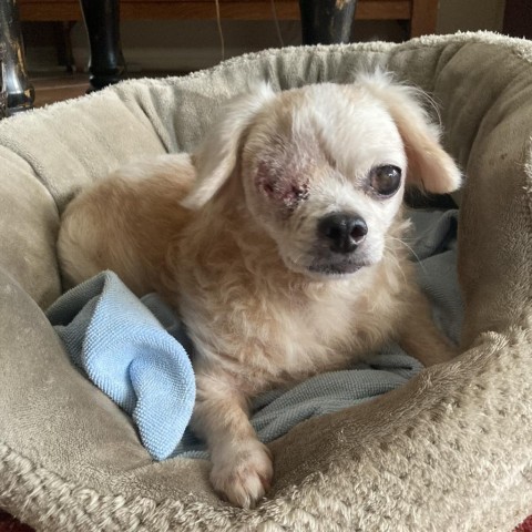 Shelley, an adoptable Pekingese in Houston, TX, 77006 | Photo Image 3