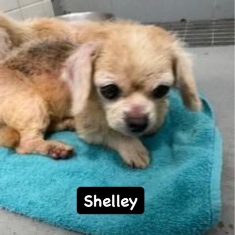 Shelley, an adoptable Pekingese in Houston, TX, 77006 | Photo Image 4