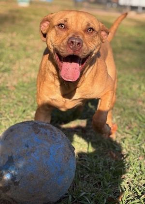 Savannah, Young Female Labrador Retriever