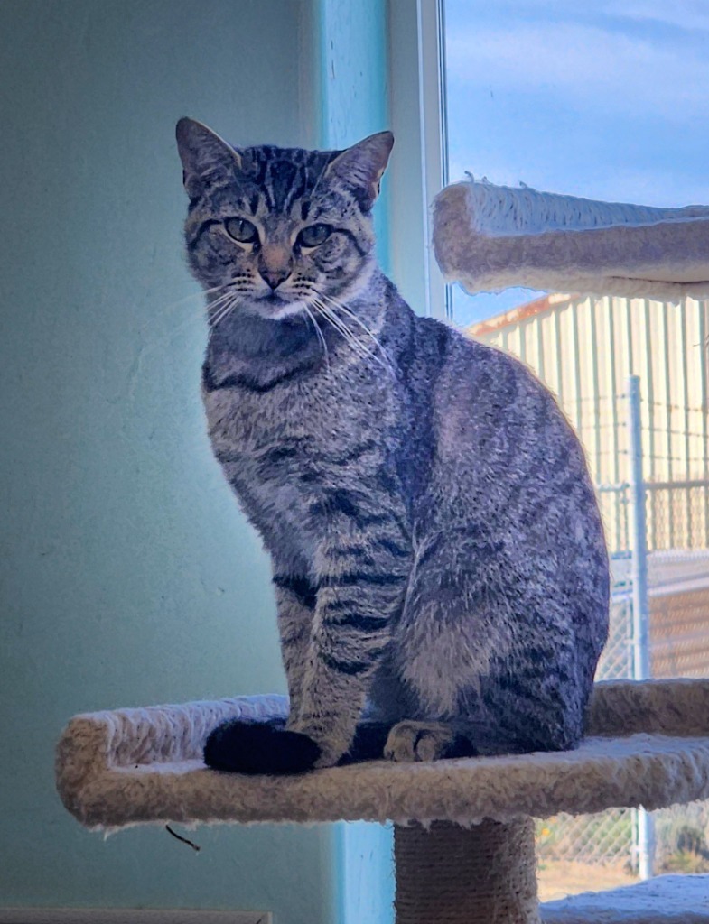 Forest, an adoptable Domestic Short Hair in Gold Beach, OR, 97444 | Photo Image 1