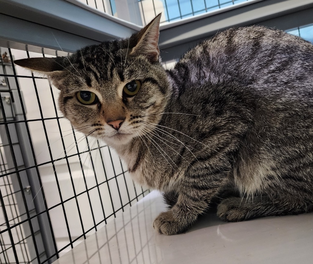 Forest, an adoptable Domestic Short Hair in Gold Beach, OR, 97444 | Photo Image 2