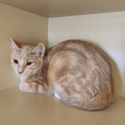 Delilah, an adoptable Domestic Short Hair in Cody, WY, 82414 | Photo Image 1