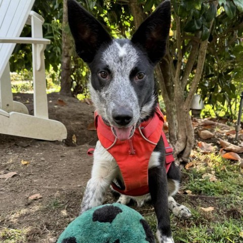 STEVE, an adoptable McNab, Border Collie in Point Richmond, CA, 94801 | Photo Image 1