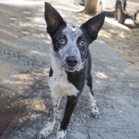 STEVE, an adoptable McNab, Border Collie in Point Richmond, CA, 94801 | Photo Image 2