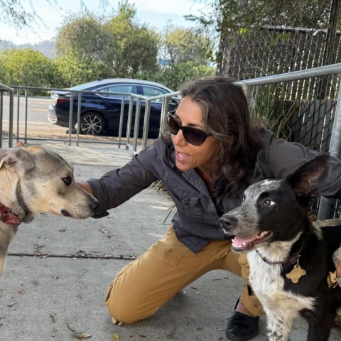 STEVE, an adoptable McNab, Border Collie in Point Richmond, CA, 94801 | Photo Image 3