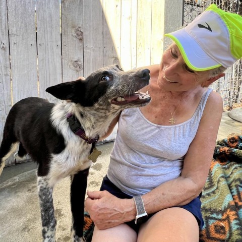 STEVE, an adoptable McNab, Border Collie in Point Richmond, CA, 94801 | Photo Image 4