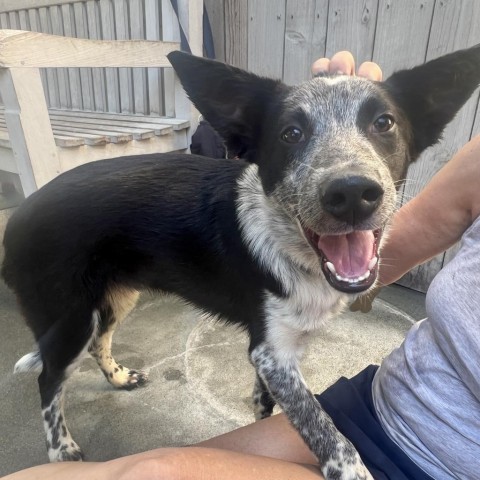 STEVE, an adoptable McNab, Border Collie in Point Richmond, CA, 94801 | Photo Image 5