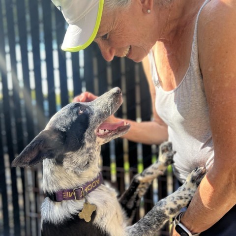 STEVE, an adoptable McNab, Border Collie in Point Richmond, CA, 94801 | Photo Image 6