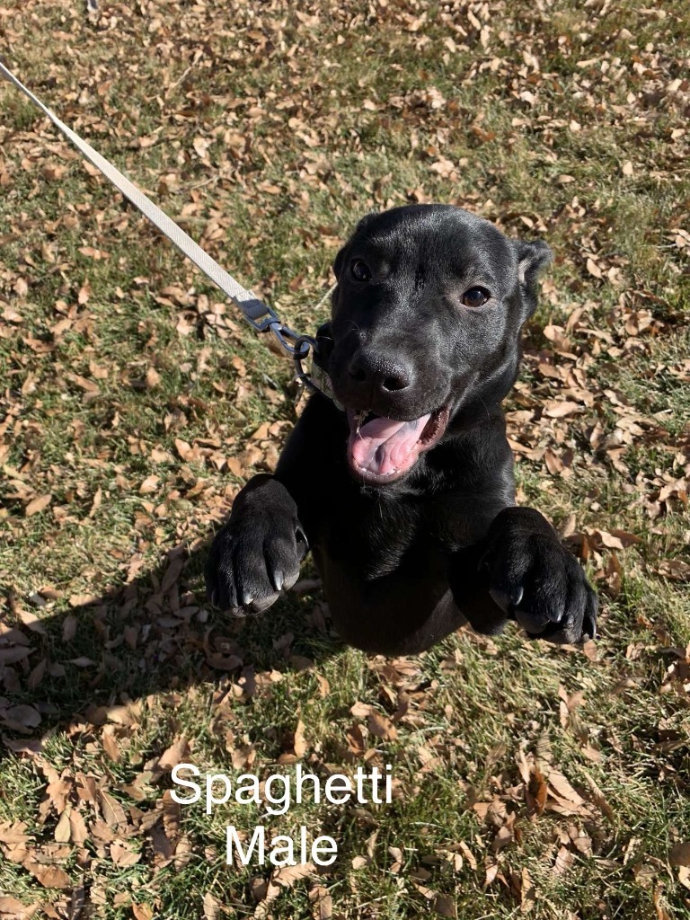 Spaghetti, an adoptable Pit Bull Terrier, Chihuahua in Heber City, UT, 84032 | Photo Image 1