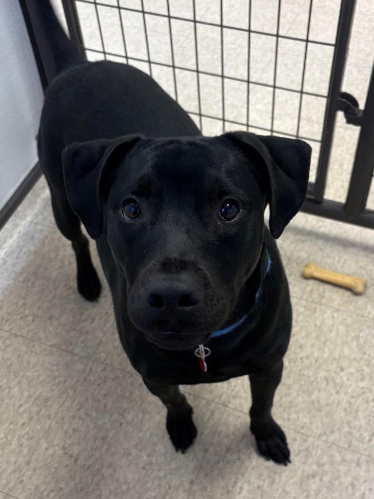 Spaghetti, an adoptable Pit Bull Terrier, Chihuahua in Heber City, UT, 84032 | Photo Image 1