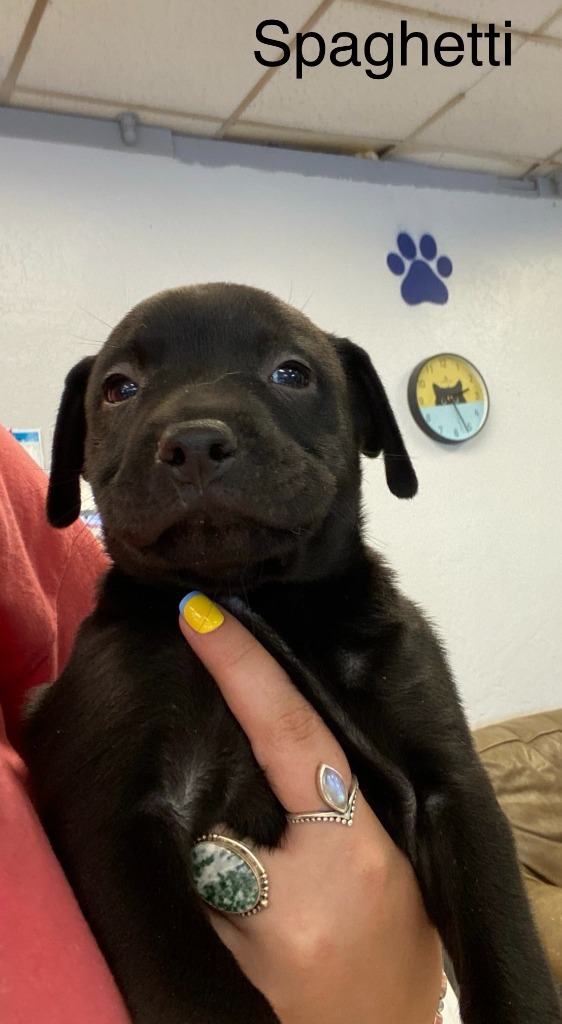 Spaghetti, an adoptable Pit Bull Terrier, Chihuahua in Heber City, UT, 84032 | Photo Image 2