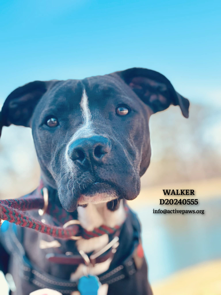 Walker