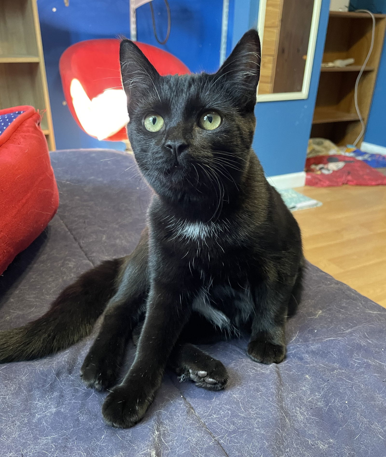 Fanta, an adoptable Domestic Short Hair in Traverse City, MI, 49686 | Photo Image 1