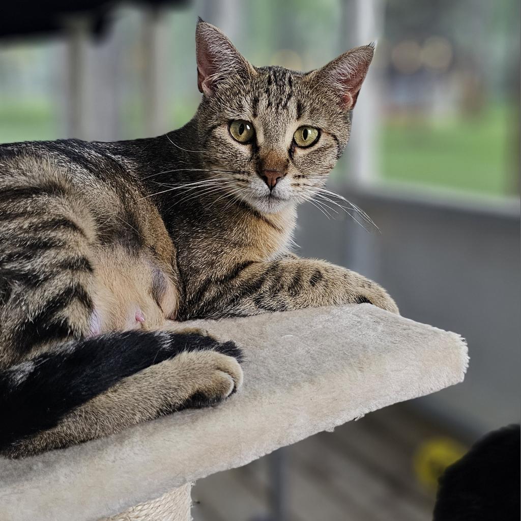 Hattie, an adoptable Domestic Short Hair in Bismarck, ND, 58507 | Photo Image 1