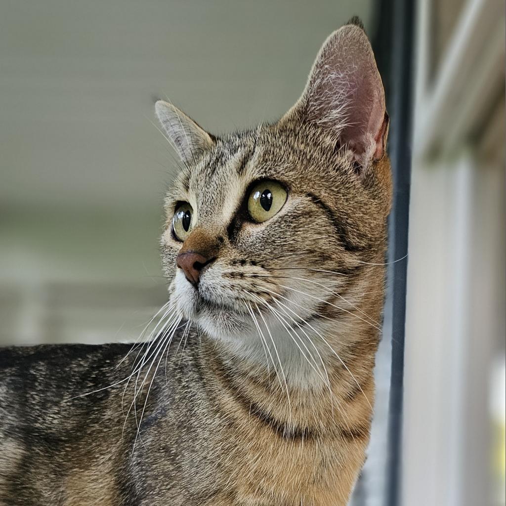 Hattie, an adoptable Domestic Short Hair in Bismarck, ND, 58507 | Photo Image 3