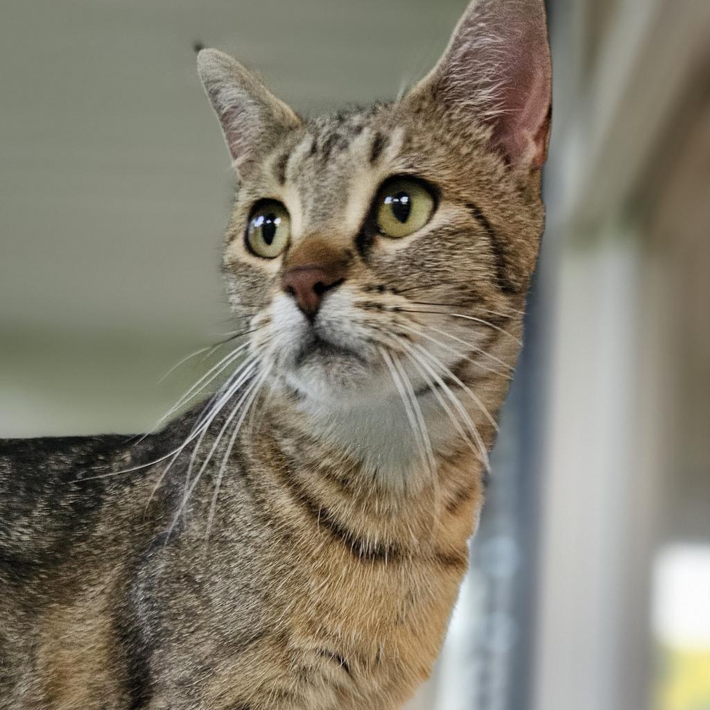 Hattie, an adoptable Domestic Short Hair in Bismarck, ND, 58507 | Photo Image 4