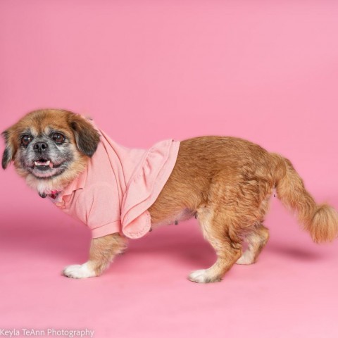 Henrietta, an adoptable Pekingese in Savannah, GA, 31406 | Photo Image 1