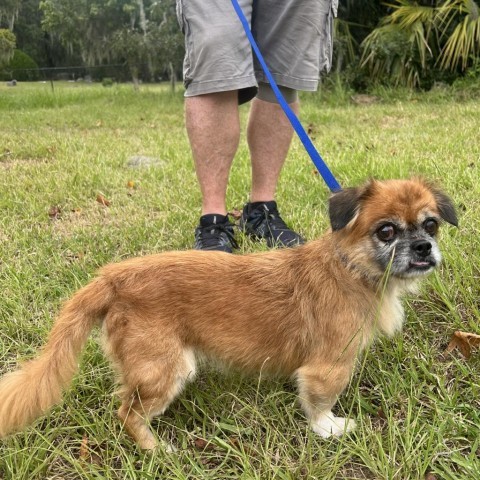 Henrietta, an adoptable Pekingese in Savannah, GA, 31406 | Photo Image 2