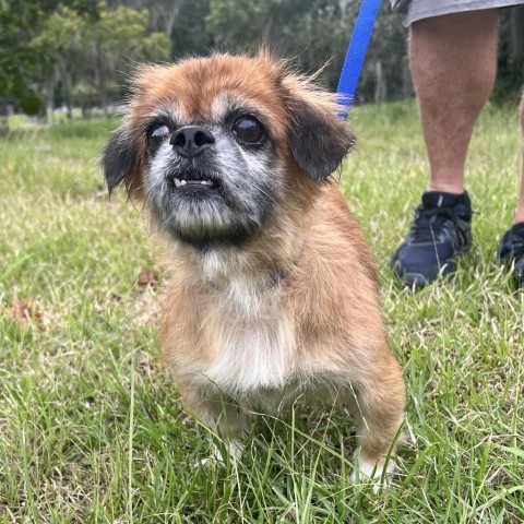 Henrietta, an adoptable Pekingese in Savannah, GA, 31406 | Photo Image 3