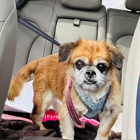 Henrietta, an adoptable Pekingese in Savannah, GA, 31406 | Photo Image 4