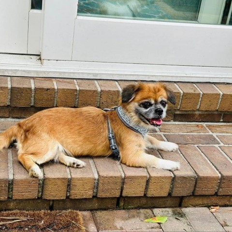 Henrietta, an adoptable Pekingese in Savannah, GA, 31406 | Photo Image 6