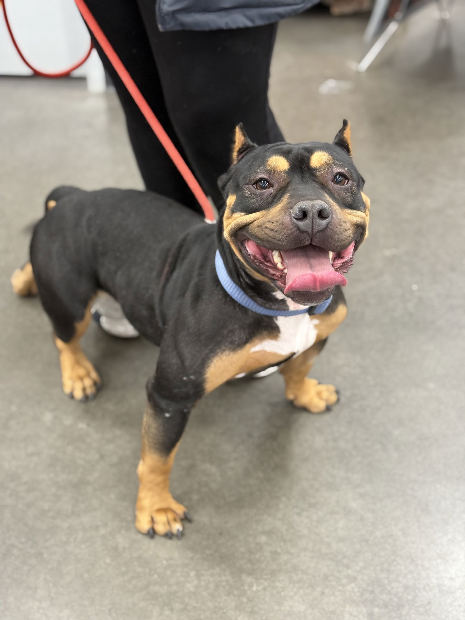 Mama Millie, an adoptable American Bulldog in Duluth, MN, 55807 | Photo Image 1