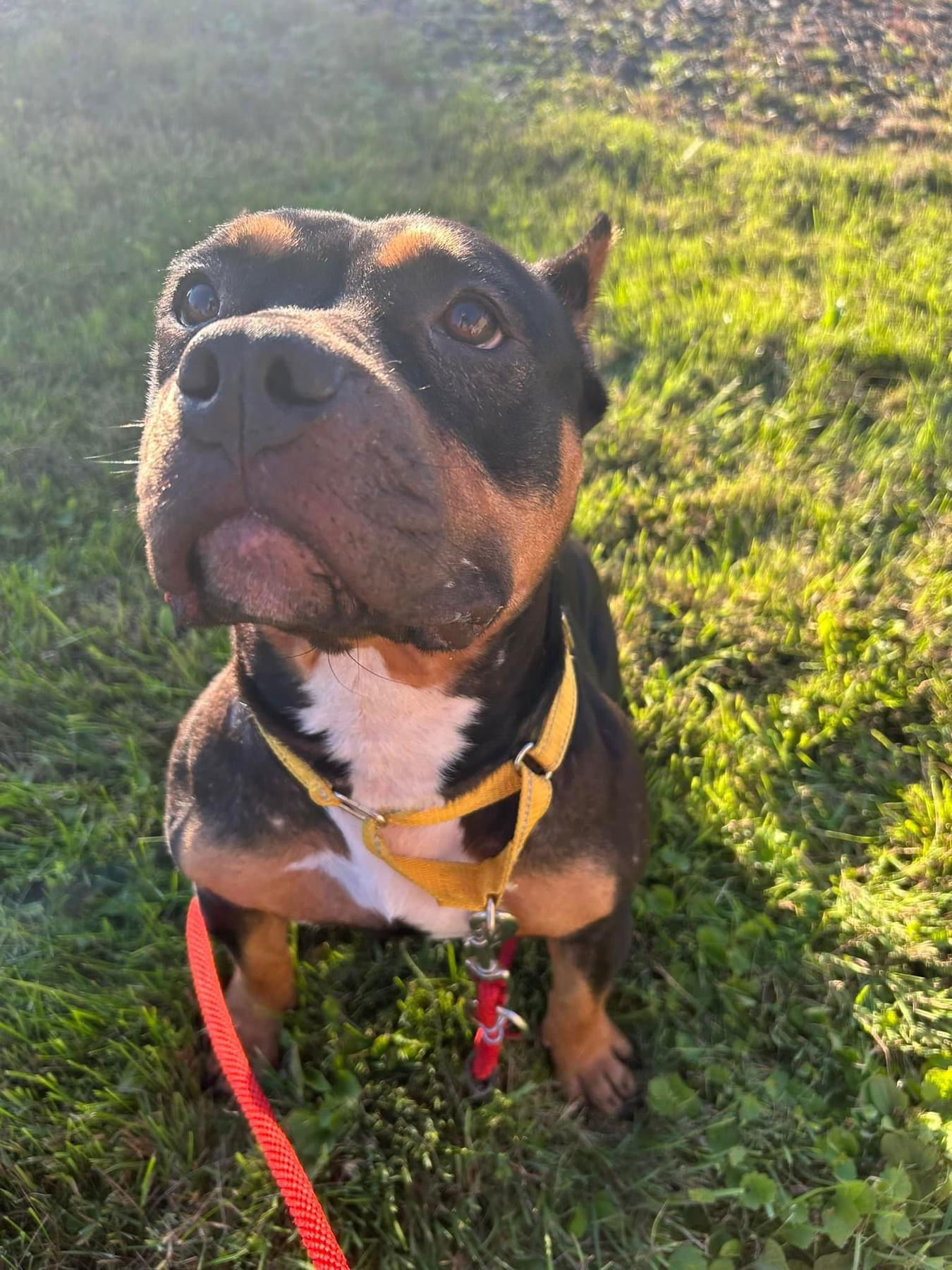 Mama Millie, an adoptable American Staffordshire Terrier in Duluth, MN, 55807 | Photo Image 3