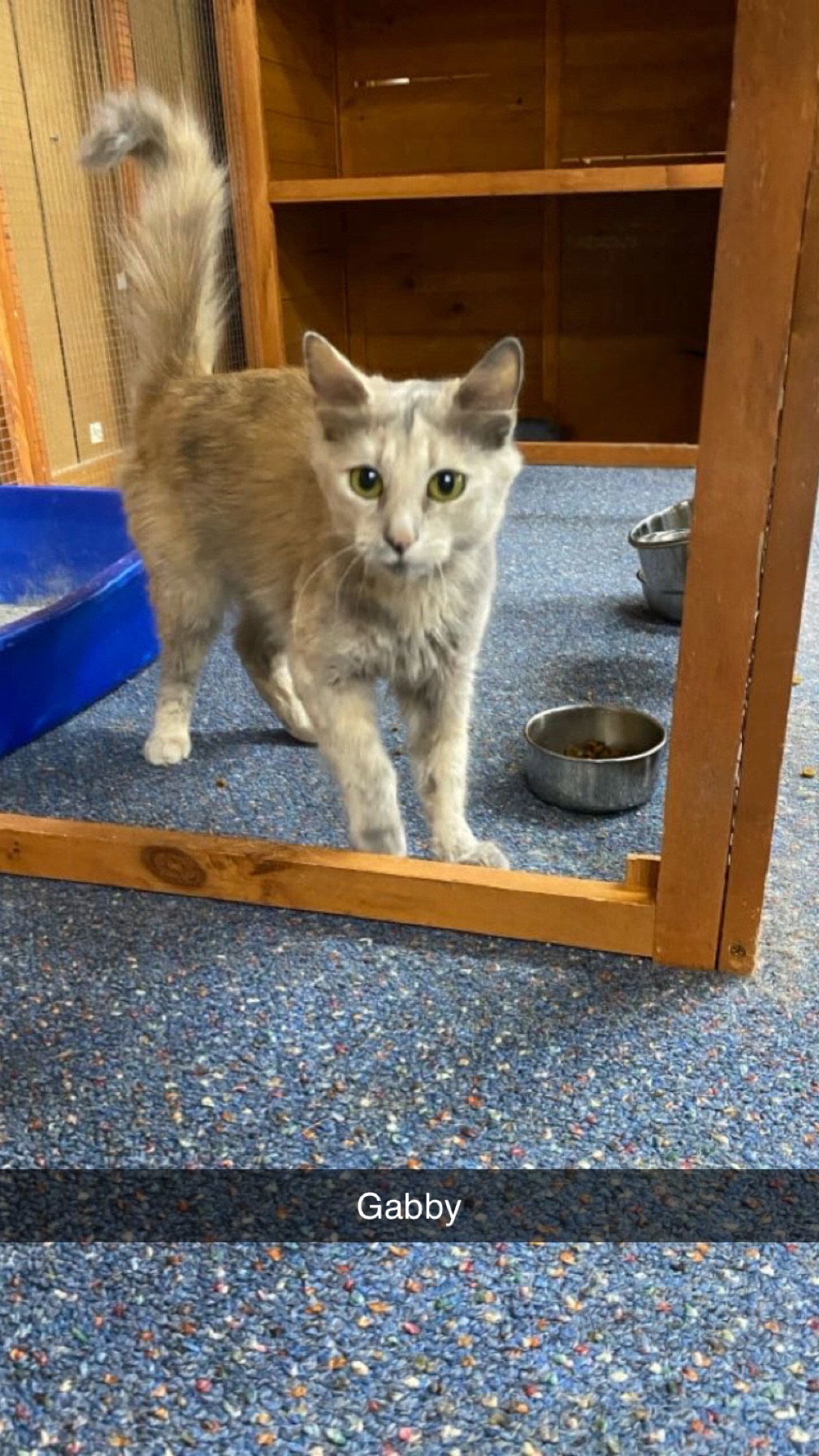 Gabby, an adoptable Domestic Long Hair in Jackson, MS, 39213 | Photo Image 1