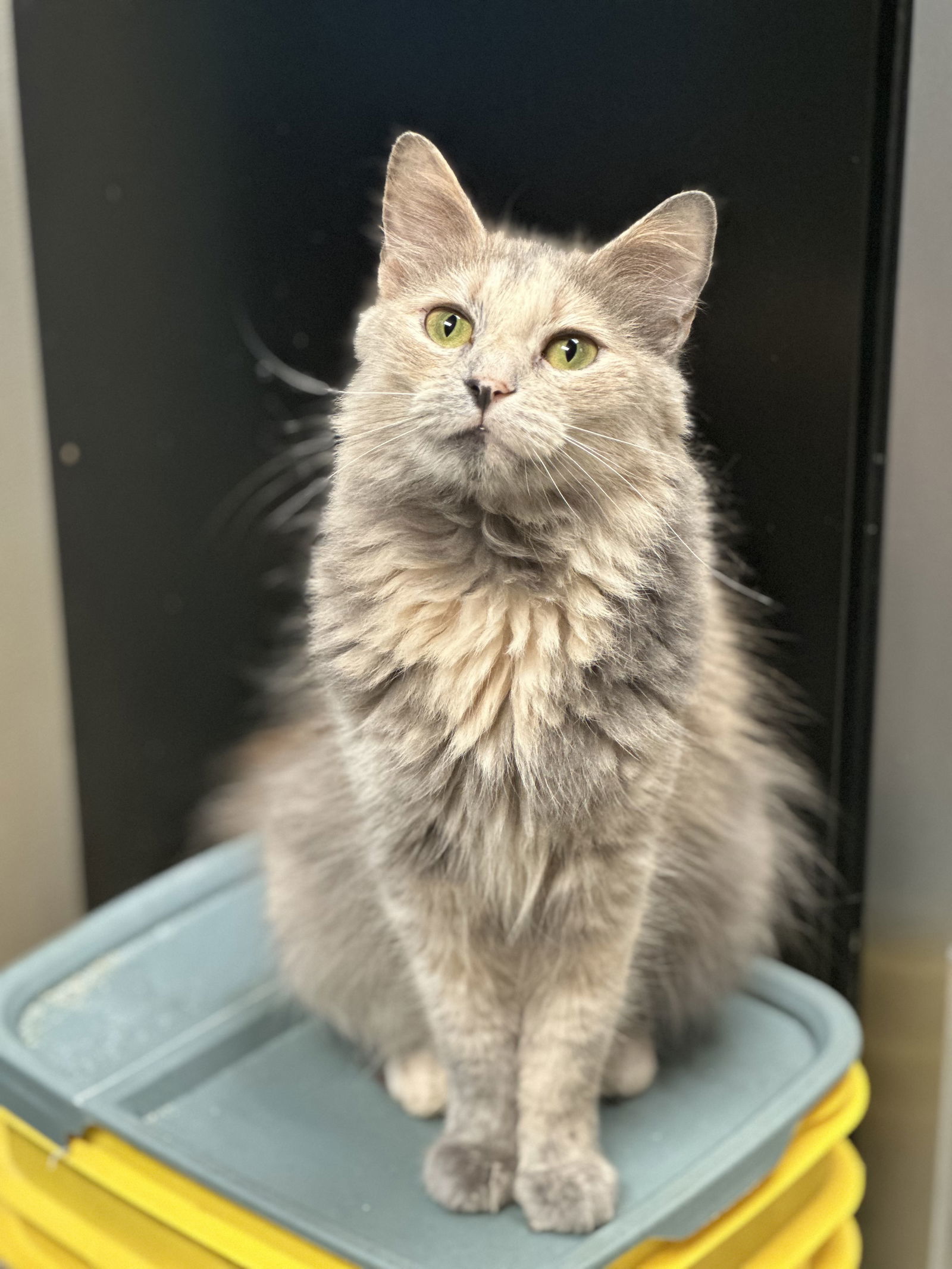 Gabby, an adoptable Domestic Long Hair in Jackson, MS, 39213 | Photo Image 1