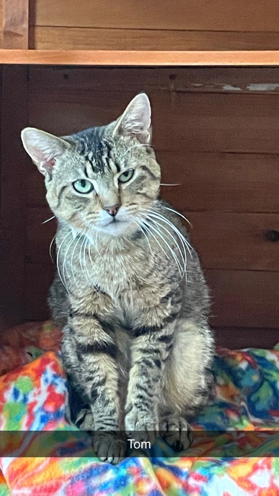 Tom, an adoptable Domestic Short Hair in Jackson, MS, 39213 | Photo Image 1