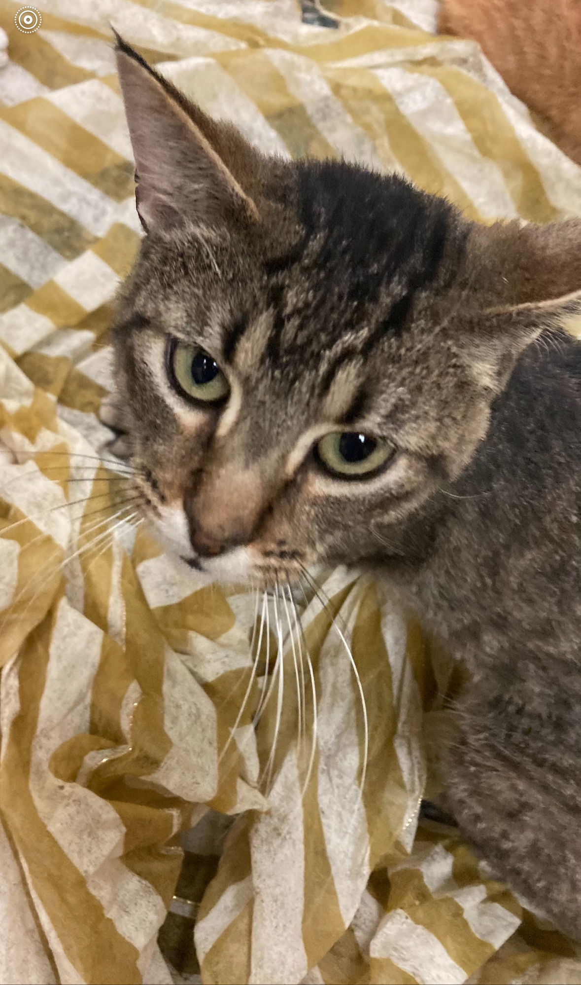 Tom, an adoptable Domestic Short Hair in Jackson, MS, 39213 | Photo Image 2