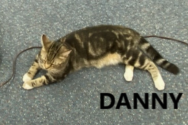 Danny, an adoptable Domestic Short Hair in Jackson, MS, 39213 | Photo Image 1