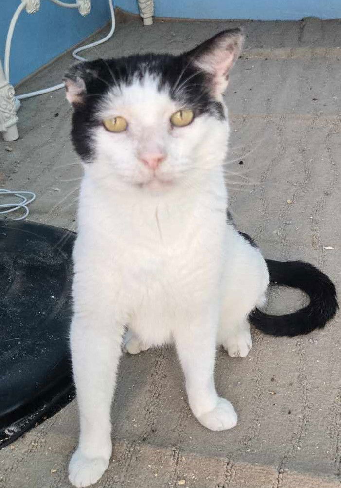 Stanley **FIV +**