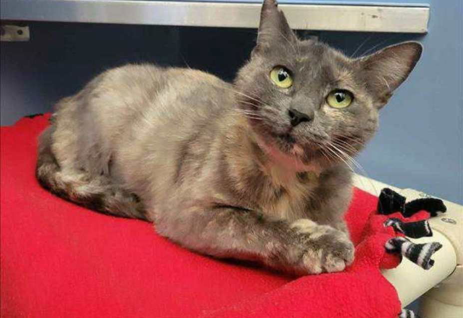 Mulan ***FIV+