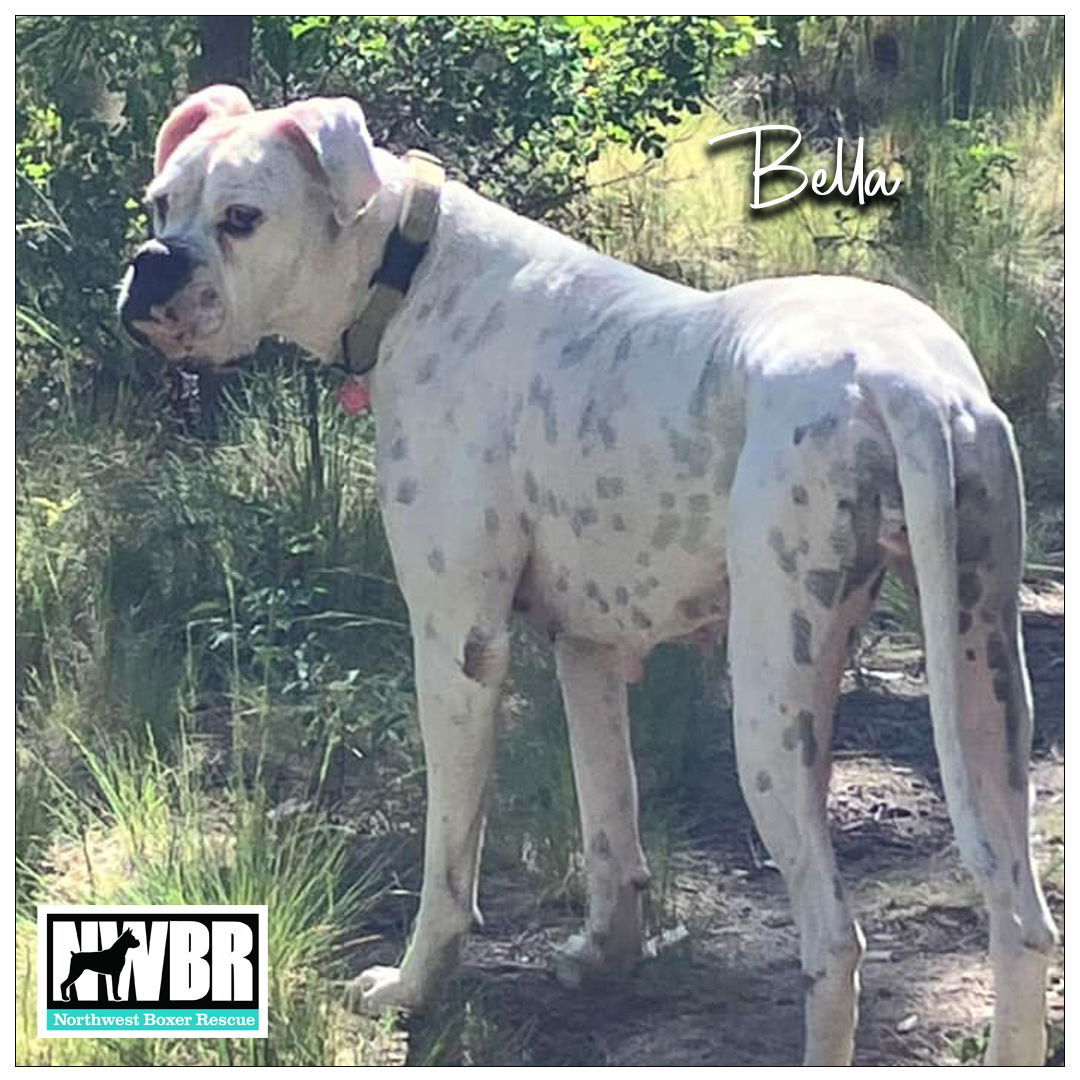 Bella 2024-1
