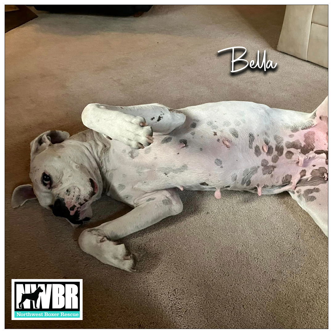 Bella 2024-1