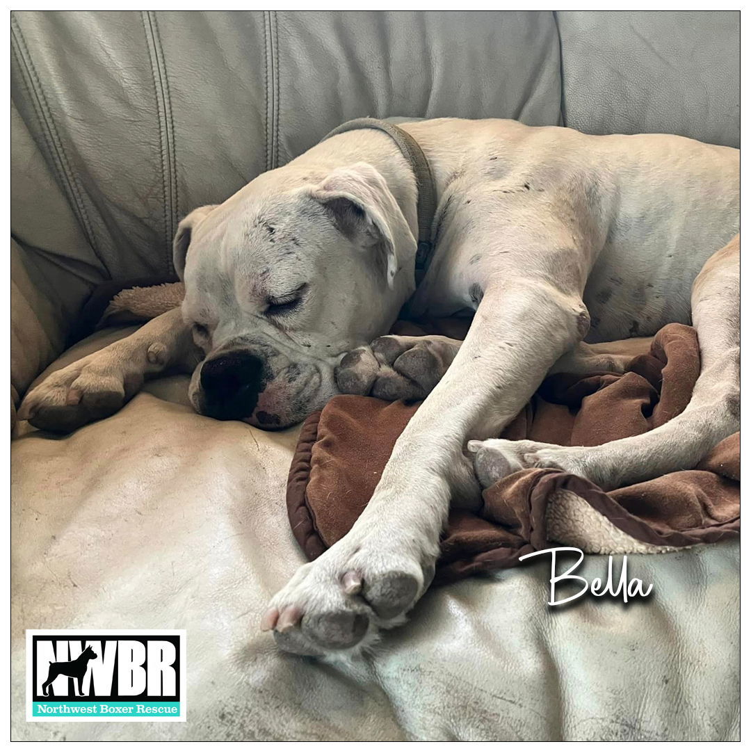 Bella 2024-1