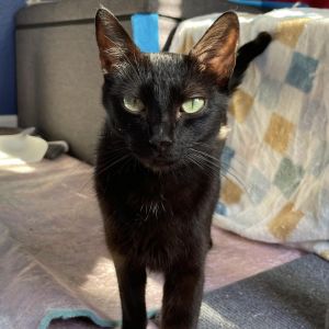 Meet Mama Carne Asada - A Sweet Mama Ready for Her Next Chapter After lovingly r