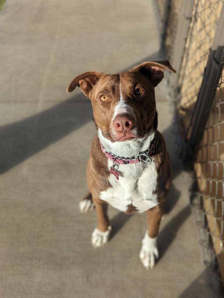 Abby Lee Miller, an adoptable Labrador Retriever, Pointer in Polson, MT, 59860 | Photo Image 1