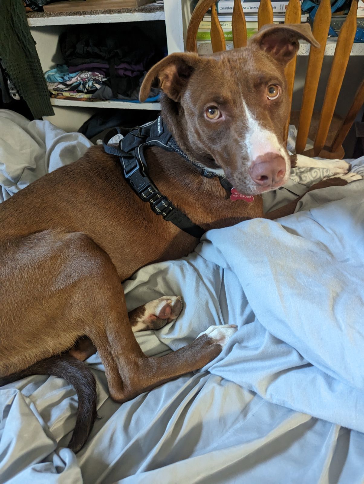 Abby Lee Miller, an adoptable Labrador Retriever, Pointer in Polson, MT, 59860 | Photo Image 2