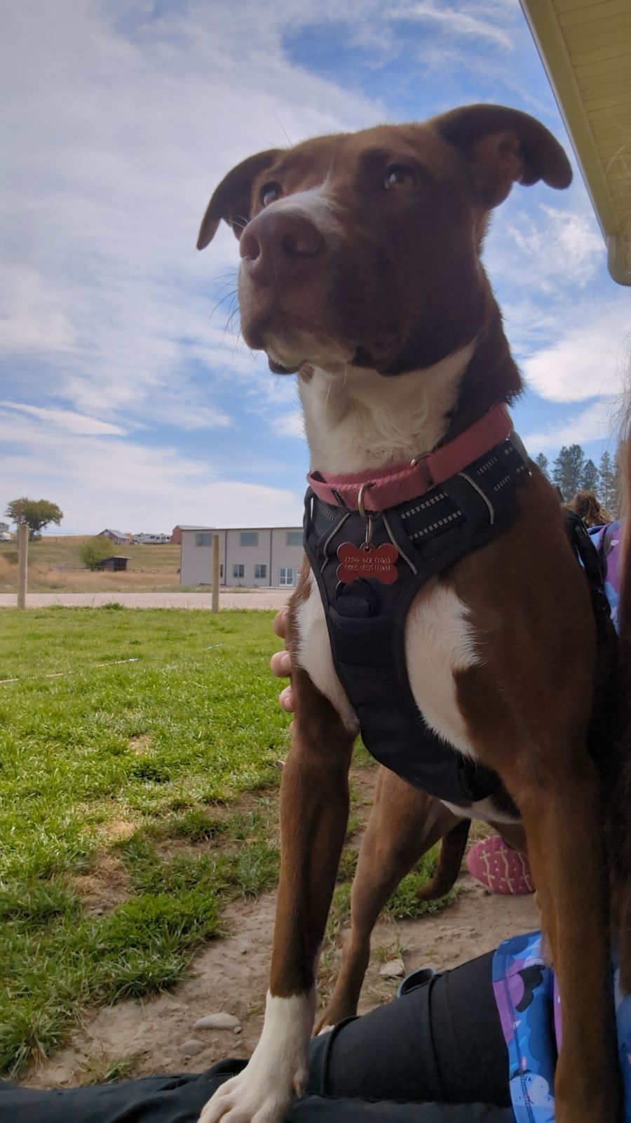 Abby Lee Miller, an adoptable Labrador Retriever, Pointer in Polson, MT, 59860 | Photo Image 3