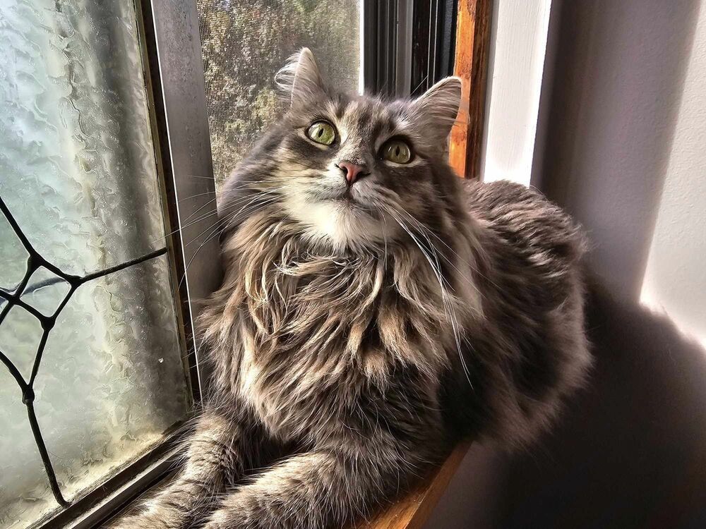 Juno
