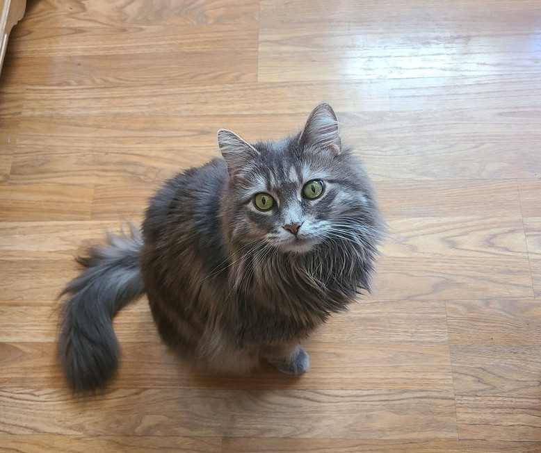 Juno