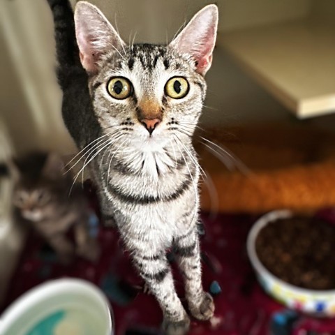 Mama Sally, an adoptable Domestic Short Hair in Brawley, CA, 92227 | Photo Image 1