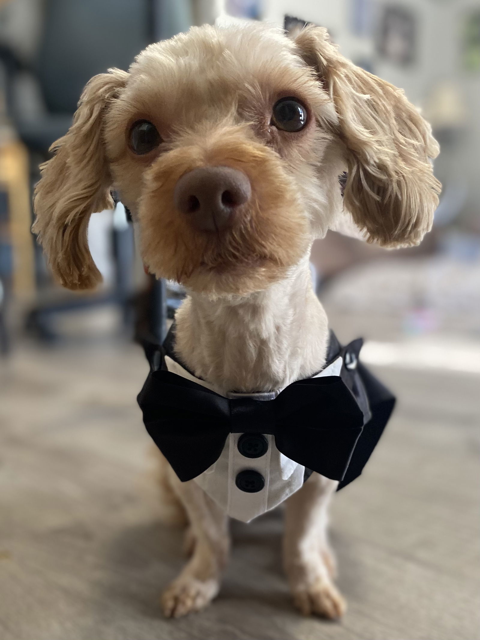 Rusty Poodle