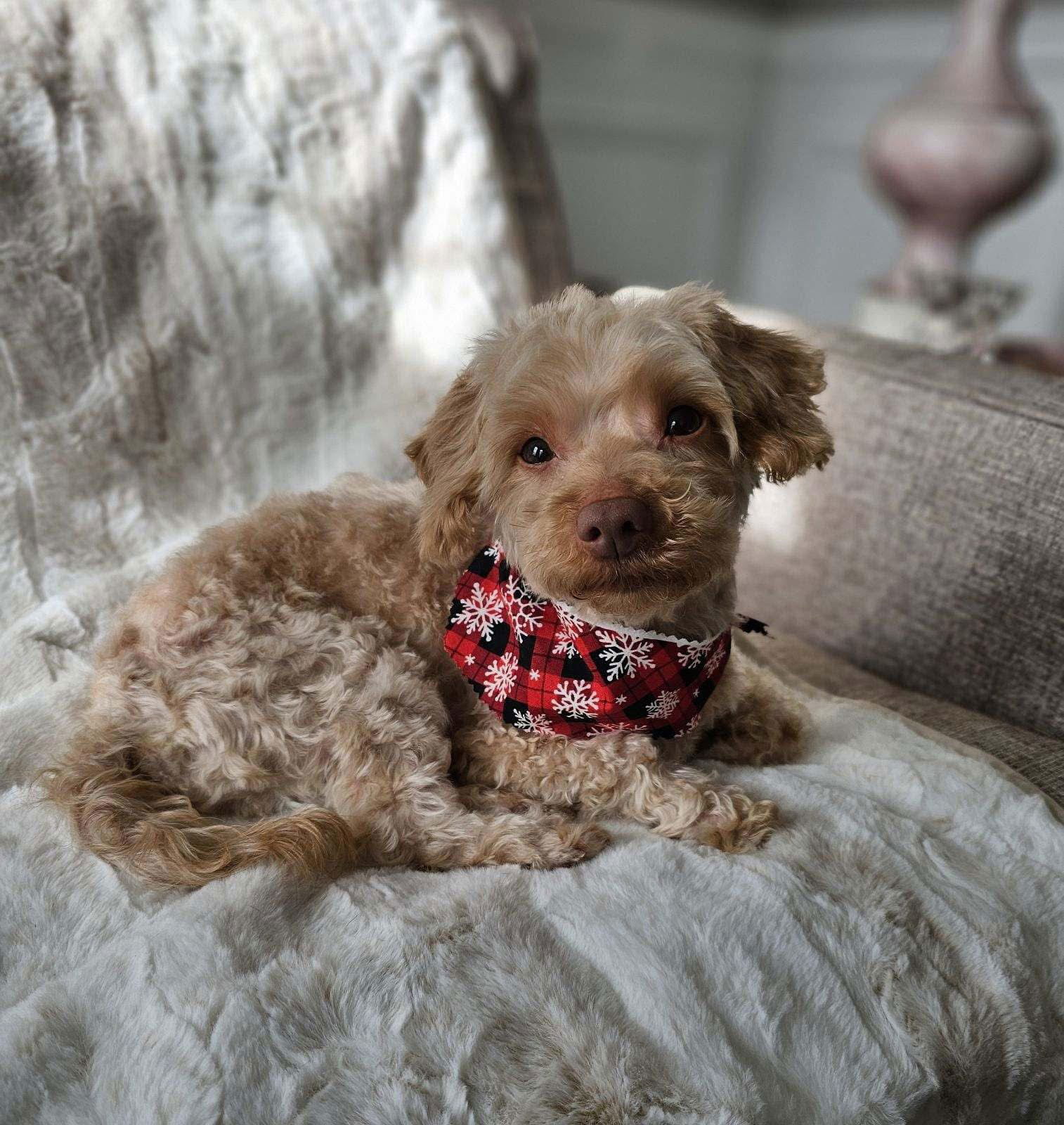 Rusty Poodle