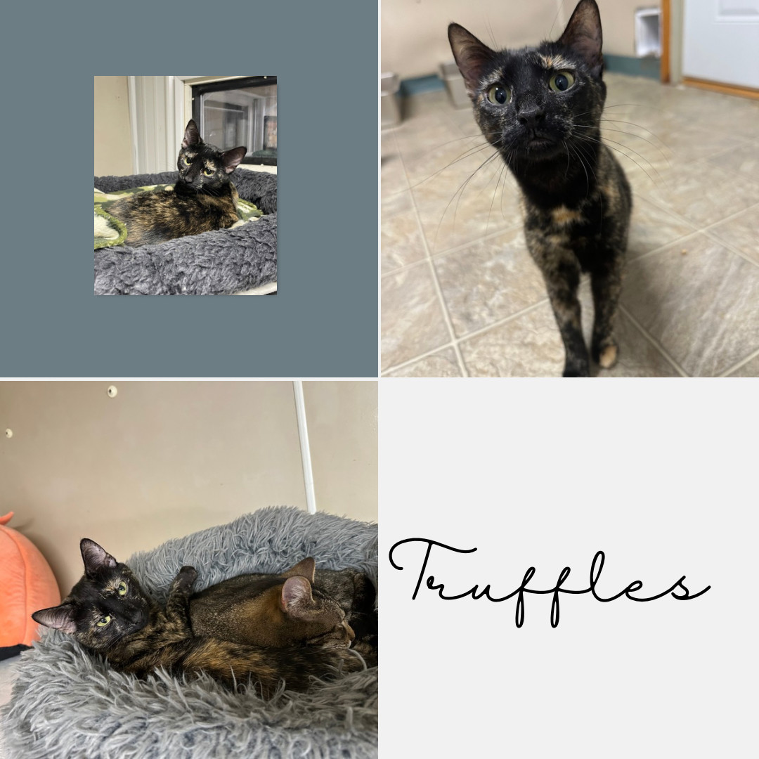 Truffles, an adoptable Tortoiseshell in Stover, MO, 65078 | Photo Image 1
